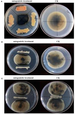 Evaluation of the control efficacy of antagonistic bacteria from V-Ti magnetite mine tailings on kiwifruit brown spots in pot and field experiments